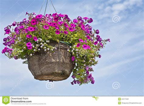 Petunia Hanging Basket Stock Image - Image: 24177431