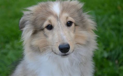 Native Faroe Islands dog breeds | All dogs of Faroe Islands | Dog ...