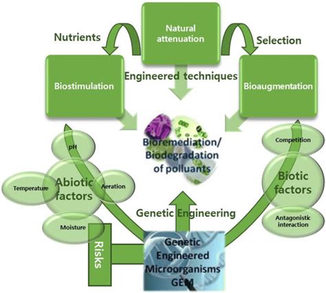 Capacities of microorganisms for bioremediation and biodegradation ...