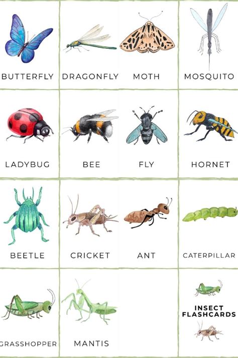 FREE Printable Insect Flashcards | Insect activities, Insects preschool ...