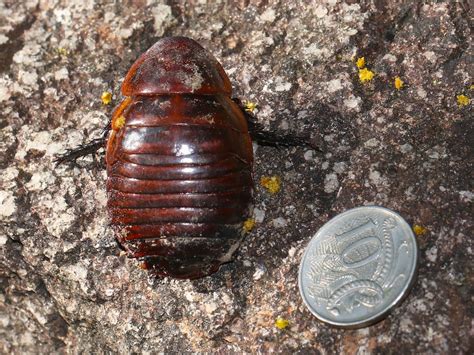 Australia's native cockroaches - a plea for understanding