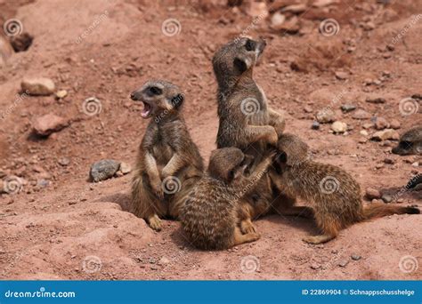 Meerkat family stock photo. Image of terrain, meerkat - 22869904