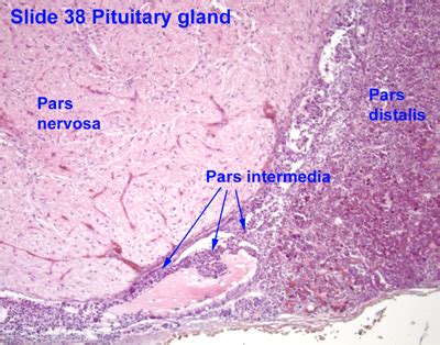 Anterior Pituitary Histology