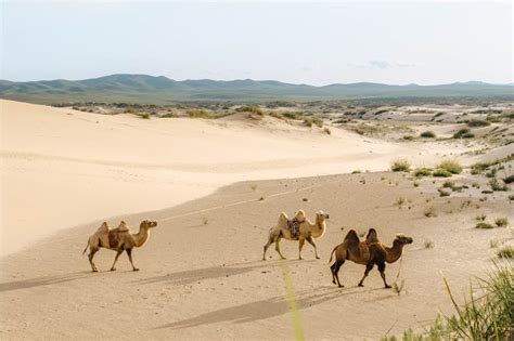 The Desert Biome: Facts, Characteristics, Types Of Desert, Life In Deserts