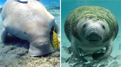 Manatee vs. Dugong - What’s the Difference? | DIPNDIVE