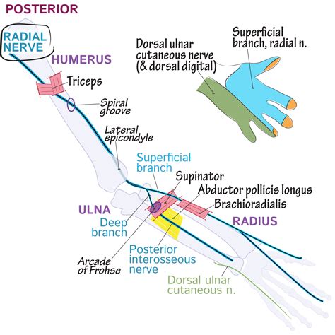 Gross Anatomy Glossary: Upper Limb - Radial Nerve | ditki medical ...