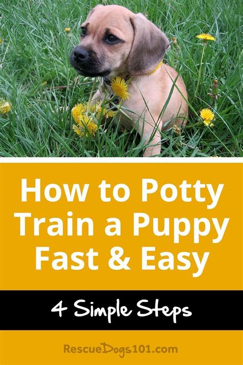 4 simple steps to potty train your puppy fast easy | Puppy training ...