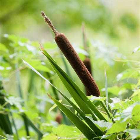 Get to Know Cattails | New York Botanical Garden