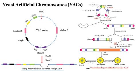 Yeast Artificial Chromosomes (YACs)