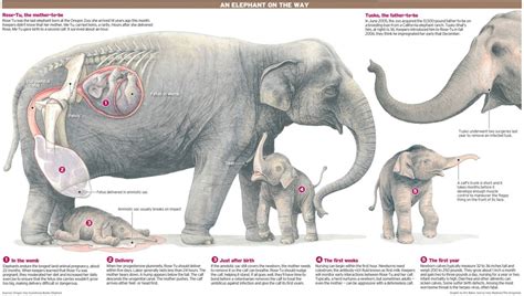 An Elephant’s Birth // Explica Media