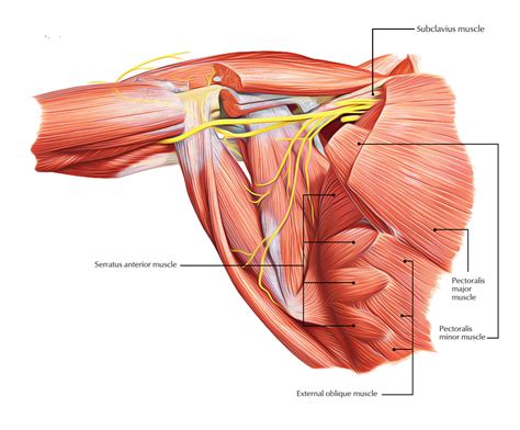 Pectoral Region Muscles Anatomy – Earth's Lab