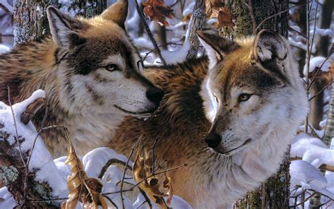 Wallpaper Wolves, Couple, Predators, Loyalty, Affection - Wolf Couple ...