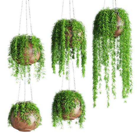 Potted Hanging Plants - 3D Model for Corona