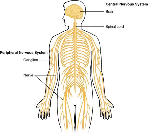 Central nervous system - Wikipedia