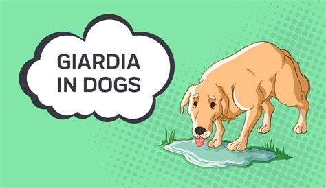 Giardia in Dogs – Innovet Pet