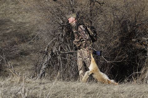 Why Coyote Hunting is the Hunting Deal of the… | Grand View Outdoors