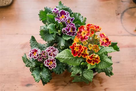 How to Grow and Care for Hybrid Primrose (Polyantha Primrose)