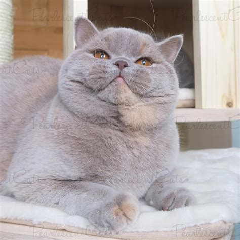 Gorgeous grey fat cat Fat Cats, Cats And Kittens, Animals Beautiful ...