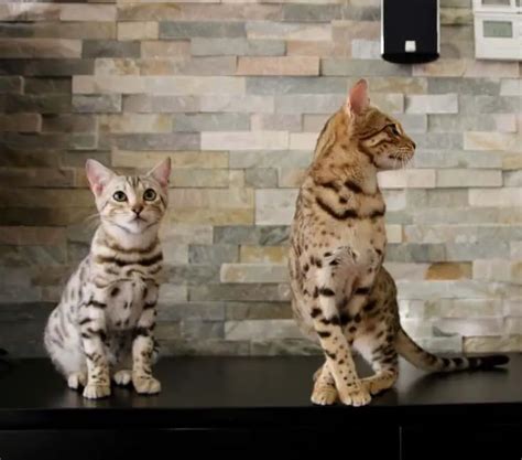 Bengal Cat Personality (What Are They Like?) – monsieurtn