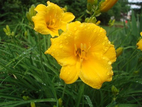 Love, Joy and Peas: Rainy Day Flowers: This Week in My Maryland Garden