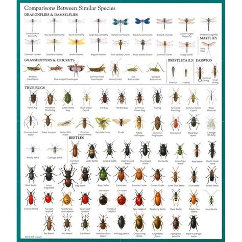 Insect Identification Chart | 1. Garden of Earthy Delights | Pinterest ...