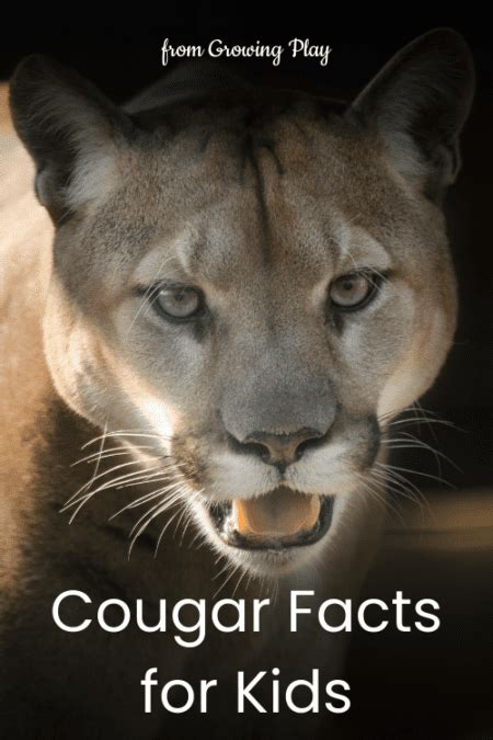 Cougar Facts for Kids - Growing Play