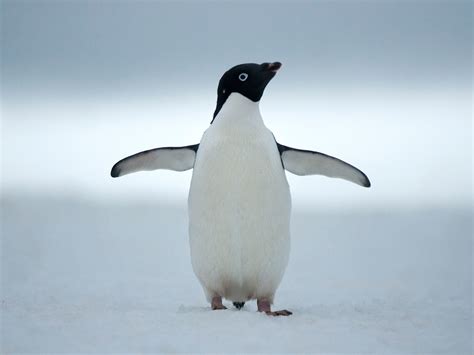 Adelie Penguin Images