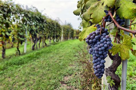 grapes in vineyard - Andretti Winery