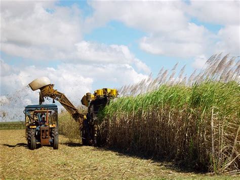 Sugarcane - History and Facts of Sugarcane