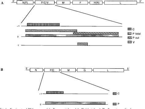 Figure 1 from Molecular evolution of the Paramyxoviridae and ...