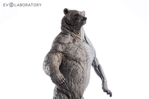 Grizzly Bear 1:12 Anatomy PVC — EVOLABORATORY