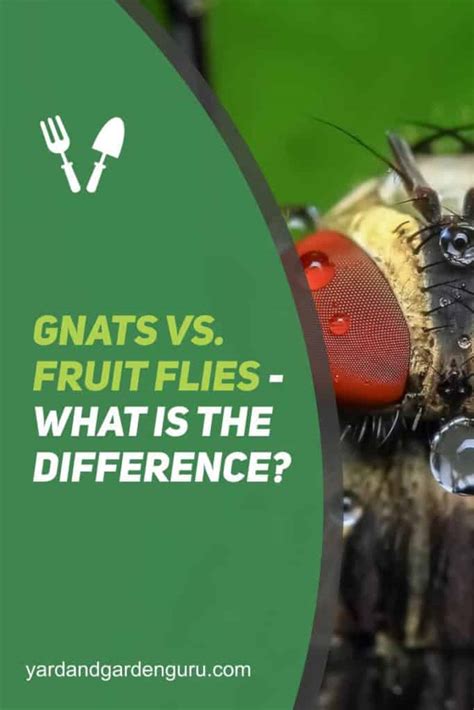 Gnats Vs. Fruit Flies - What is the Difference?