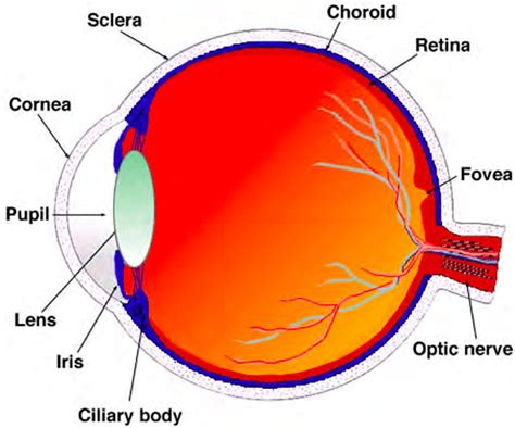 Human Eye Drawing