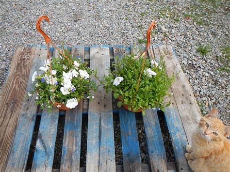 Trailing White Petunia Hanging Basket – CasaCano Farms