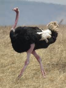 Ostrich - Deadliest Beasts Wiki