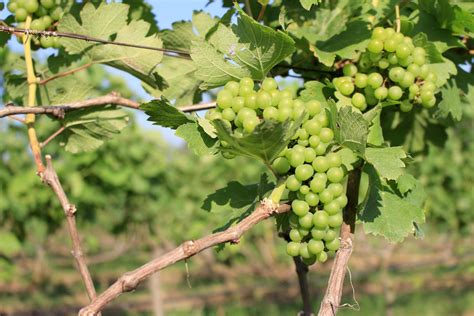 Green grapes on vine 1901631 Stock Photo at Vecteezy