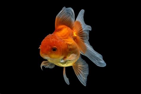 Dropsy In Goldfish (Signs, Causes And Treatment)