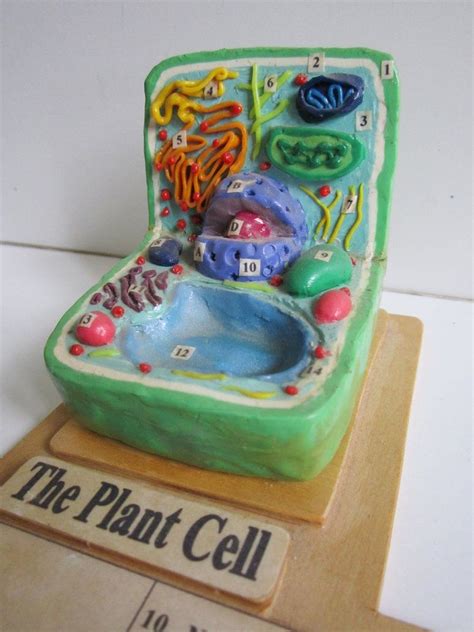 plant cell clay model - Google Search | Plant cell model, Plant cell ...