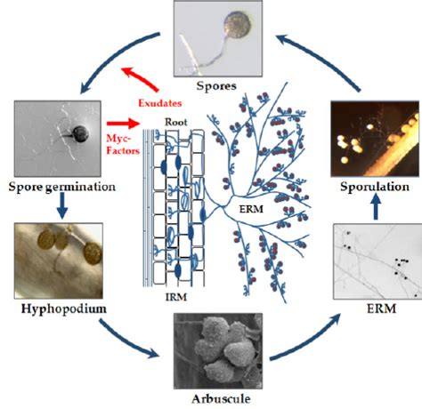 Life cycle of an AM fungus and the different steps during AM ...