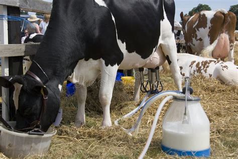 Dairy Farming - Milking a Cow Stock Photo - Image of livestock, glands ...