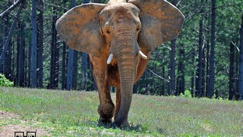 The Elephant Sanctuary in Tennessee - American Road Magazine