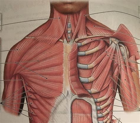 Muscles Over Rib Cage - muscles of thoracic wall/muscles of the ...