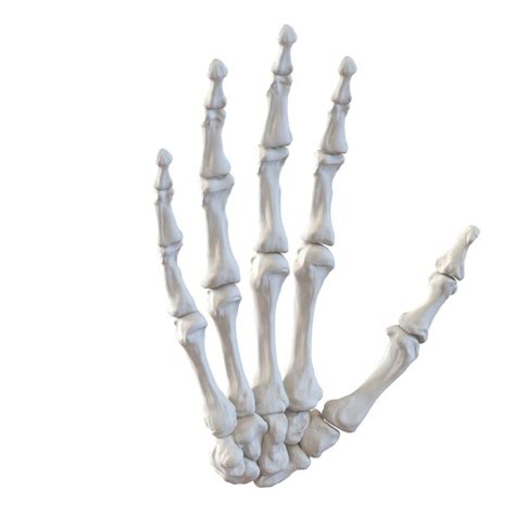 3d model human hand bones | Human hand bones, Female skeleton, Hand bone