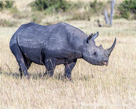 Aufräumen Geige Fonds west african rhino Stand International Priester