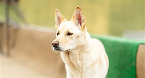 Korean Jindo Dog Breed Information Center - A Guide To The Jindo Dog