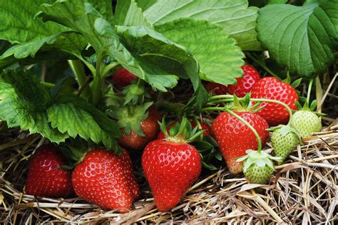 10 Tips for Growing Strawberries - Plant Instructions