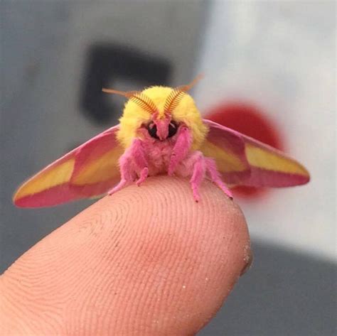 This Colorful Moth Might Just Be The World’s Most Beautiful Insect ...