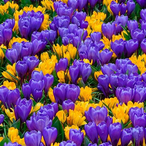 Crocus Bulbs - Blue & Yellow Mix | Buy Crocus Bulbs in Bulk at Eden ...