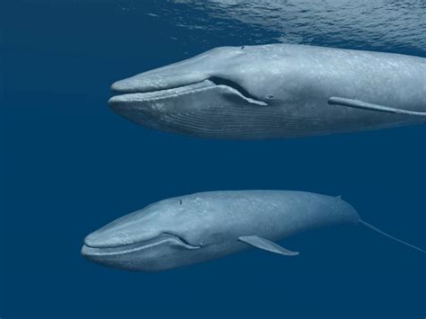 Why are Blue Whales Endangered and Why Should We Be Concerned? - Animal ...