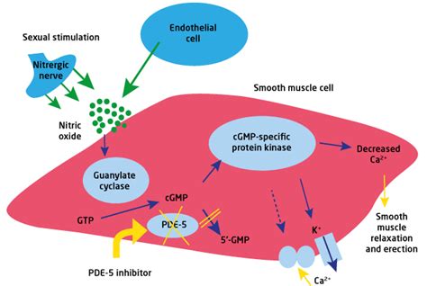 The Mechanism of action of Tadalafil (Cialis) – Buy Tadalafil 20mg, 5mg